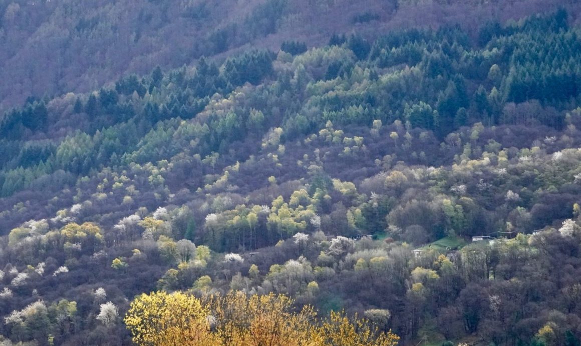 New Publication features Integrate Network – Forest Management in an Uncertain Future: The Role of Tree Diversity