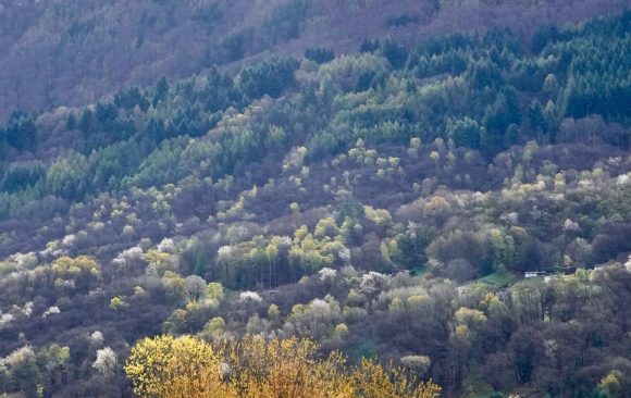 New Publication features Integrate Network – Forest Management in an Uncertain Future: The Role of Tree Diversity