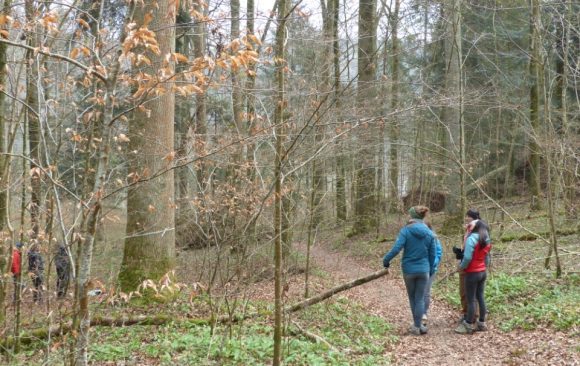 New marteloscope in Baden, Switzerland