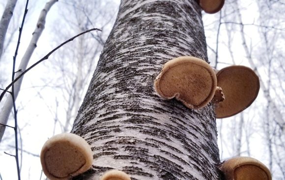 Birch tree and biodiversity