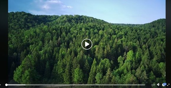 Nature protection as a leading principle: managing forests in South-Eastern Poland