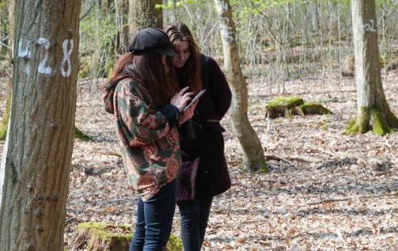 What is a marteloscope?