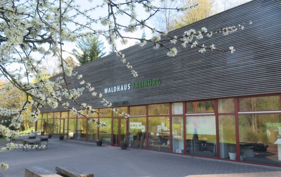 Why should we all learn to think like foresters