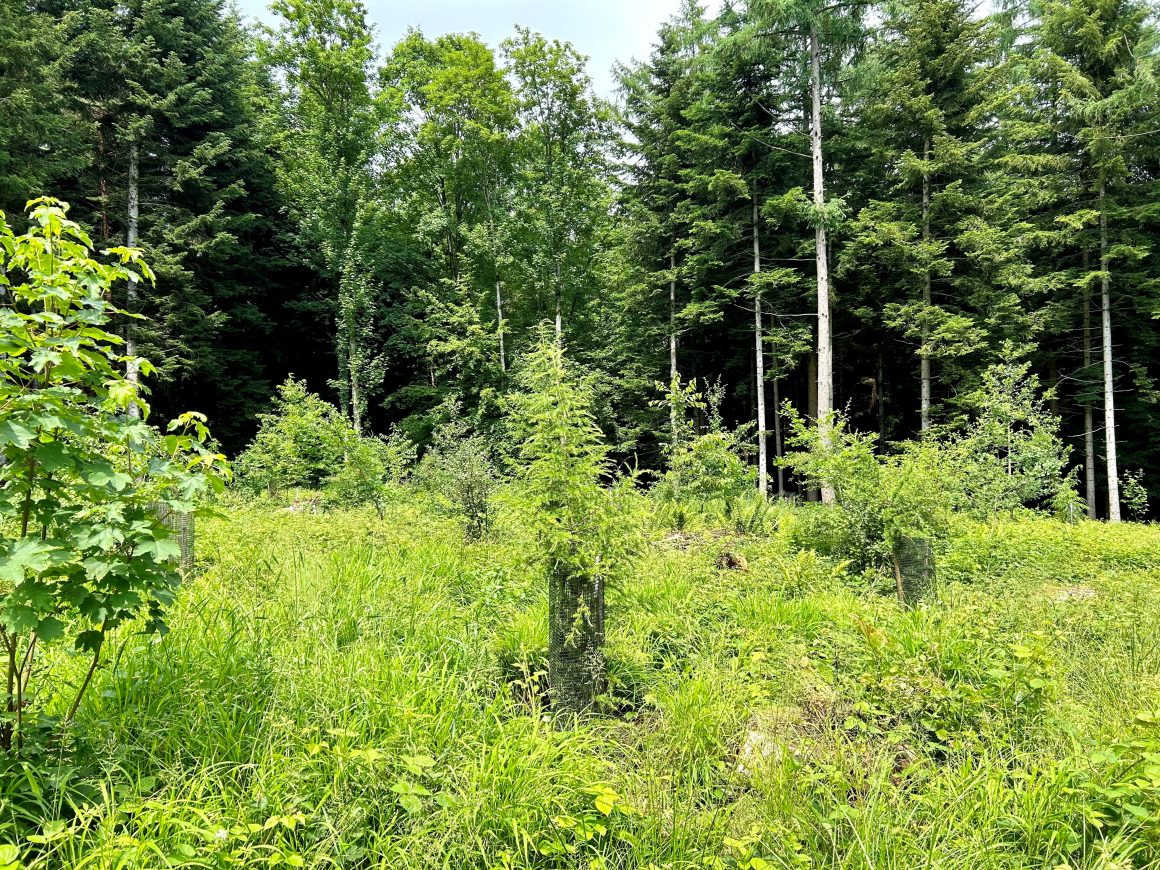 Waldlabor – A forest laboratory for experimental research, discovery and education 