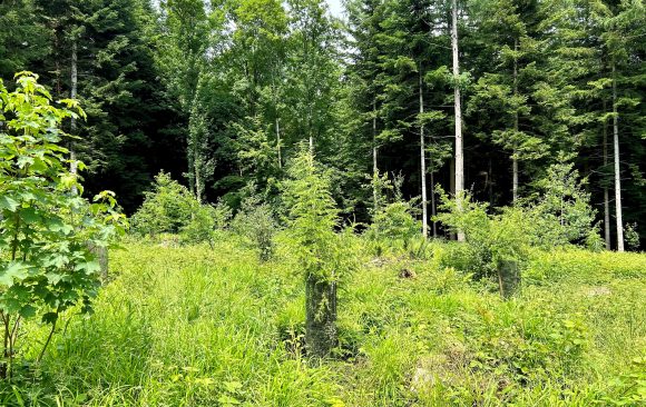 Waldlabor – A forest laboratory for experimental research, discovery and education 